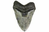 Huge, Fossil Megalodon Tooth - North Carolina #158227-2